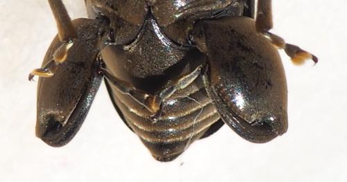 Pachymerus bactris